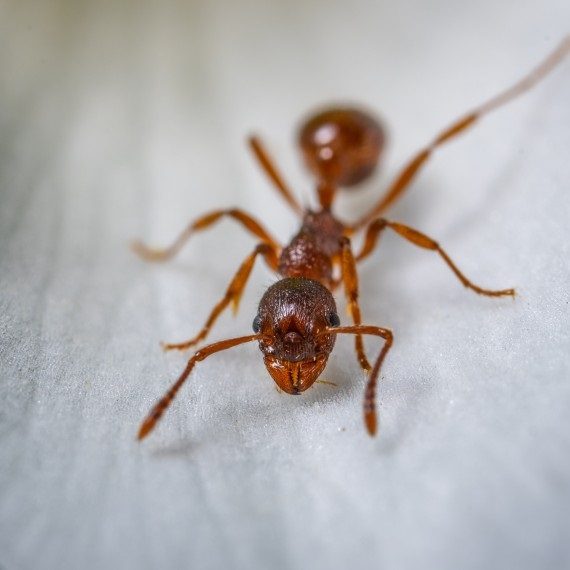 Field Ants, Pest Control in Balham, SW12. Call Now! 020 8166 9746