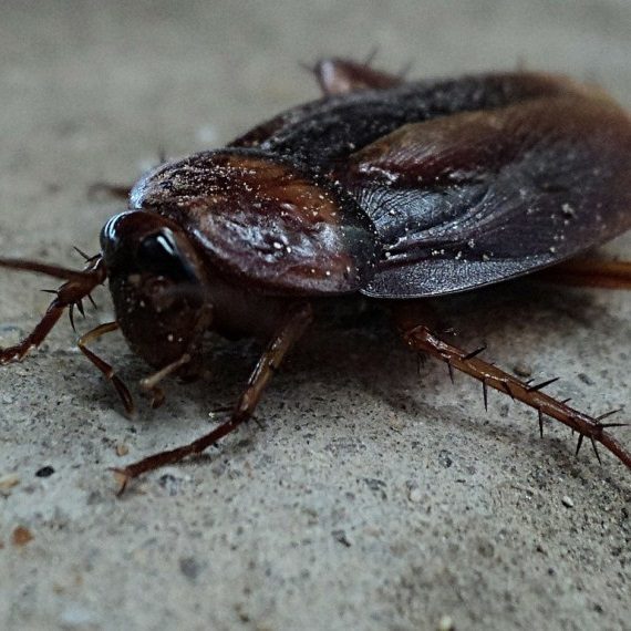 Cockroaches, Pest Control in Balham, SW12. Call Now! 020 8166 9746