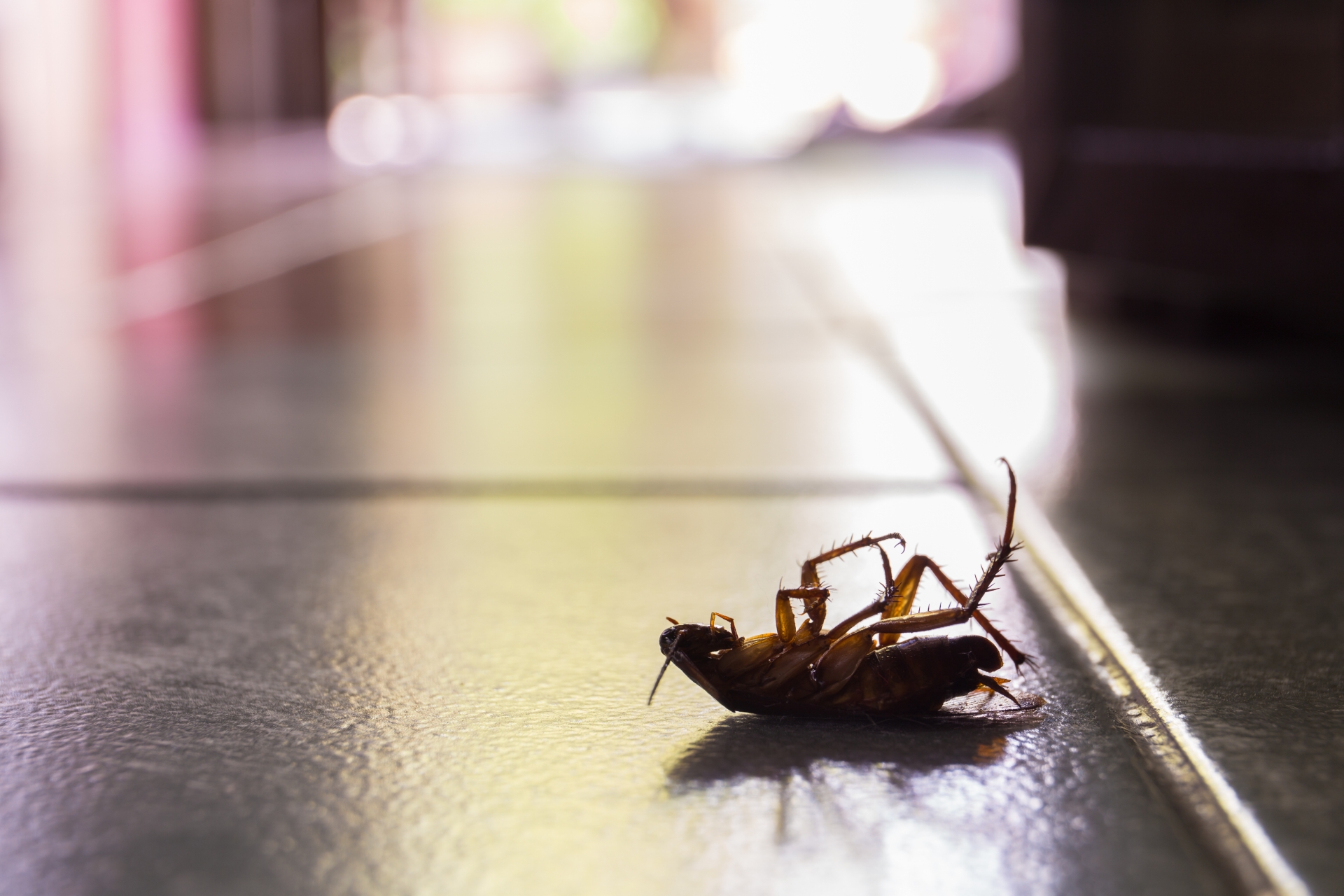 Cockroach Control, Pest Control in Balham, SW12. Call Now 020 8166 9746