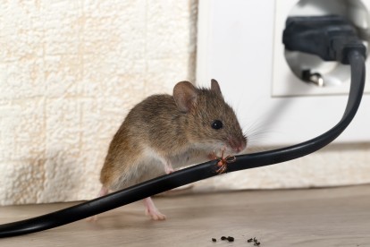 Pest Control in Balham, SW12. Call Now! 020 8166 9746