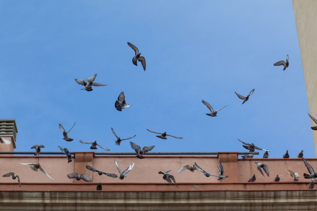 Pigeon Control, Pest Control in Balham, SW12. Call Now 020 8166 9746