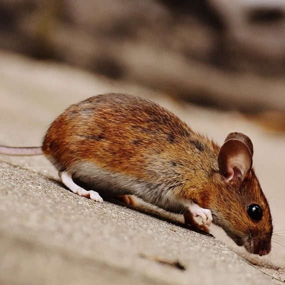 Mice, Pest Control in Balham, SW12. Call Now! 020 8166 9746