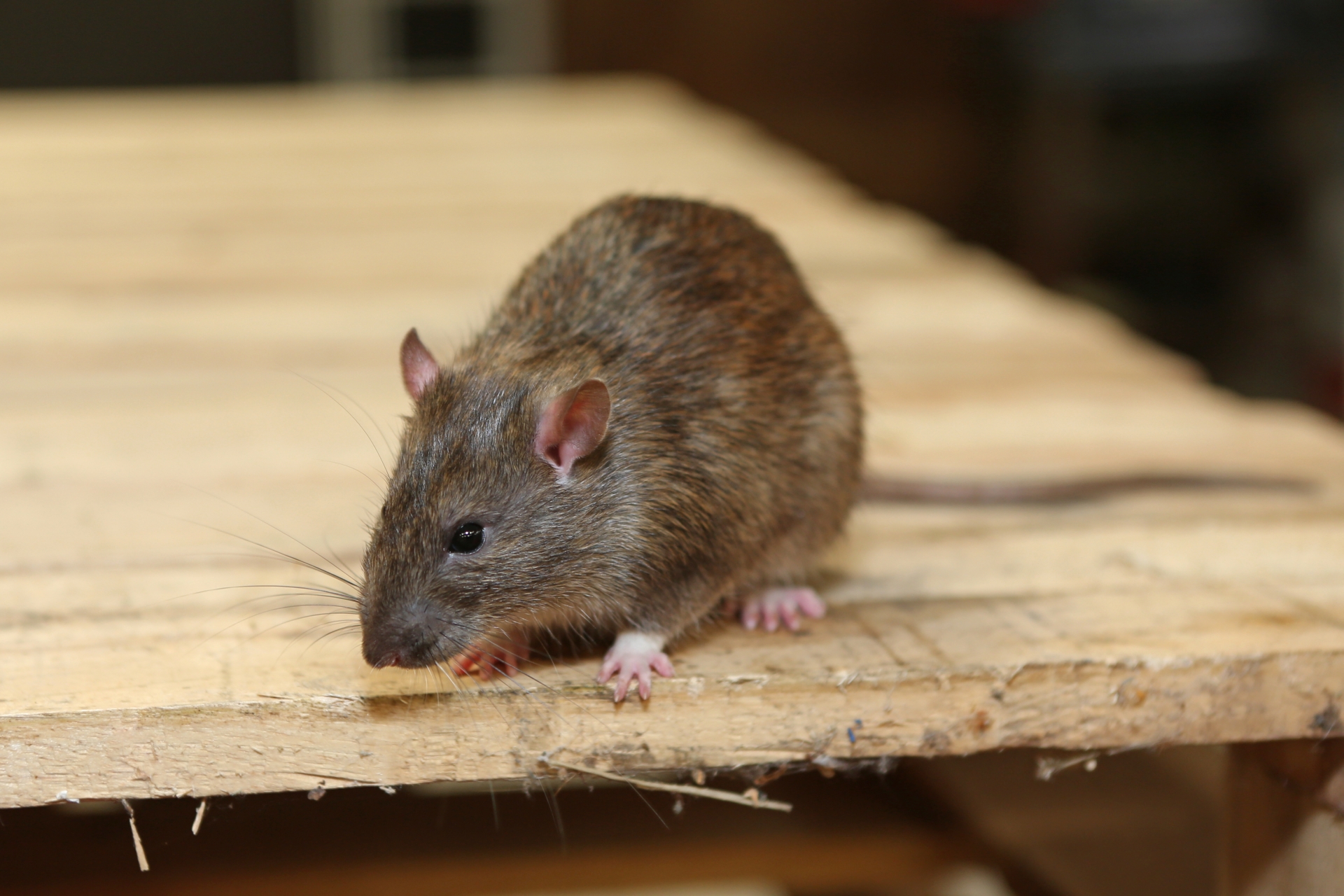 Rat extermination, Pest Control in Balham, SW12. Call Now 020 8166 9746