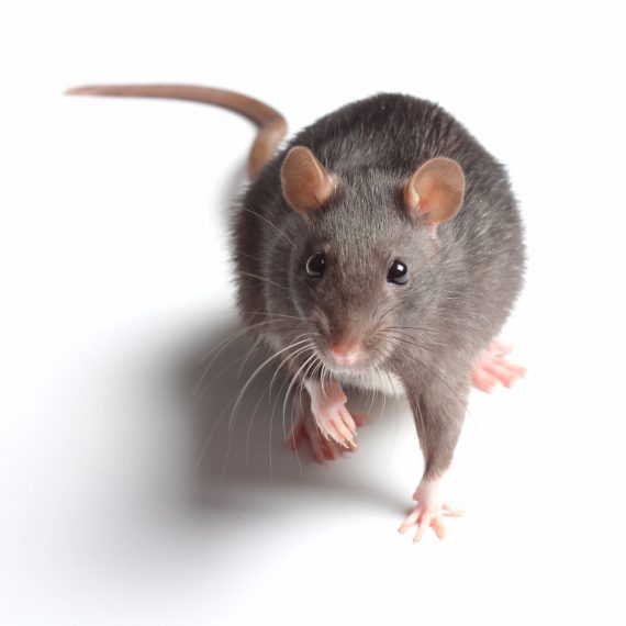 Rats, Pest Control in Balham, SW12. Call Now! 020 8166 9746
