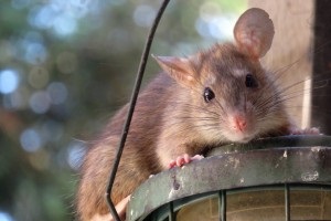 Rat Infestation, Pest Control in Balham, SW12. Call Now 020 8166 9746