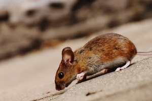 Mouse extermination, Pest Control in Balham, SW12. Call Now 020 8166 9746