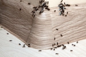 Ant Control, Pest Control in Balham, SW12. Call Now 020 8166 9746