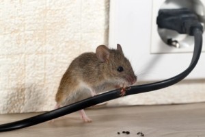 Mice Control, Pest Control in Balham, SW12. Call Now 020 8166 9746