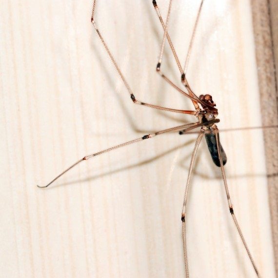 Spiders, Pest Control in Balham, SW12. Call Now! 020 8166 9746