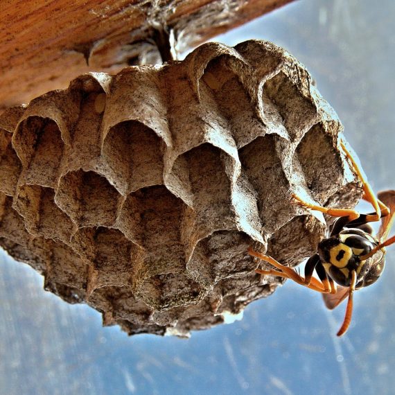 Wasps Nest, Pest Control in Balham, SW12. Call Now! 020 8166 9746